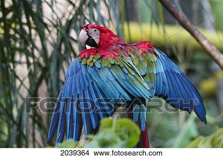 Scarlet Macaw (Ara Macao), Biocentro Guembe, Santa Cruz, Bolivia View Large Photo Image Picture - Scarlet Macaw (Ara Macao), Biocentro Guembe, Santa Cruz, Bolivia. Fotosearch
