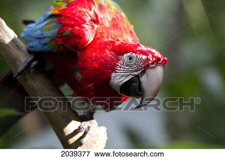 Stock Photo - Scarlet Macaw (Ara Macao), Biocentro Guembe, Santa Cruz, Bolivia. Fotosearch