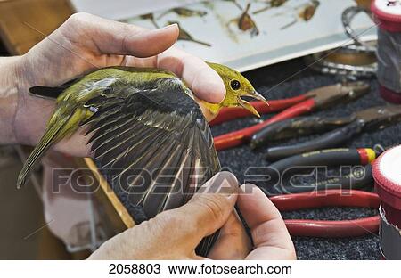 Stock Image - Scarlet Tanager (Piranga Olivacea) Female Has Wing Inspected During Fall Bird Banding To Help Monitor Migration & Population Trends, Haldimand Bird Observatory, S. Ontario, Canada.. Fotosearch