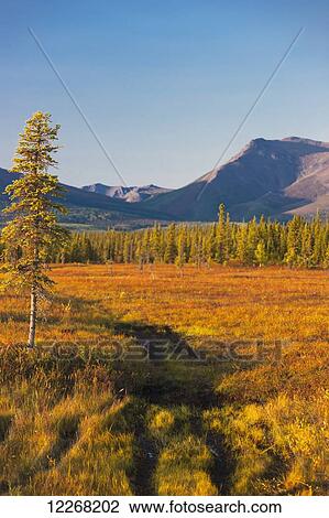 Stock Image - Scenic view of forest and Cosmos Mountain outside the village of Shungnak, Arctic Alaska, Autumn. Fotosearch