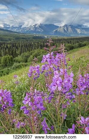Stock Photo - Scenic view of landscape near Palmer, Alaska, with Fireweed (Epilobium angustifolium) in the foreground, Southcentral Alaska, summer. Fotosearch