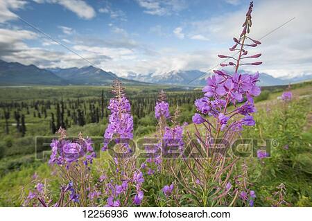 Scenic view of landscape near Palmer, Alaska, with Fireweed (Epilobium angustifolium) in the foreground, Southcentral Alaska, summer View Large Photo Image Stock Photograph - Scenic view of landscape near Palmer, Alaska, with Fireweed (Epilobium angustifolium) in the foreground, Southcentral Alaska, summer. Fotosearch