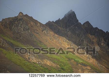 Stock Photo - Scenic view of rugged mountains with Dall Sheep, Denali National Park and Preserve, Interior Alaska, Summer. Fotosearch