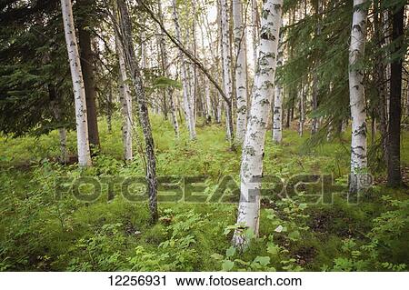Scenic view of trees and forest understory at Chena Lakes Recreation Area, Interior Alaska View Large Photo Image Stock Image - Scenic view of trees and forest understory at Chena Lakes Recreation Area, Interior Alaska. Fotosearch