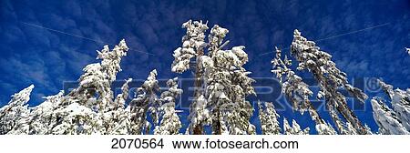 Scenic, Winter, Grouse Mtn, North Vancouver, Bc View Large Photo Image Picture - Scenic, Winter, Grouse Mtn, North Vancouver, Bc. Fotosearch