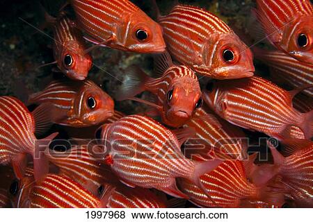 School Hawaiian Squirrelfish (Sargocentron Xantherythrum) Endemic, Many Close-Up A84C View Large Photo Image Stock Photo - School Hawaiian Squirrelfish (Sargocentron Xantherythrum) Endemic, Many Close-Up A84C. Fotosearch