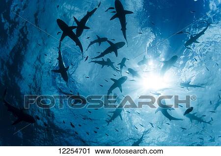 School of Grey reef sharks (Carcharhinus amblyrhynchos) at the surface of the water off the island of Yap; Yap, Micronesia View Large Photo Image Stock Image - School of Grey reef sharks (Carcharhinus amblyrhynchos) at the surface of the water off the island of Yap; Yap, Micronesia. Fotosearch