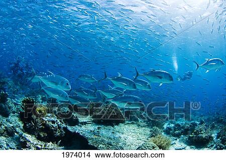 Picture - Schooling Bigeye Jack Fish (Caranx Sexfasciatus); Malaysia. Fotosearch