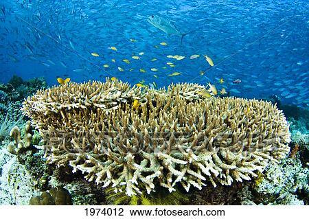Stock Image - Schooling Bigeye Jack Fish (Caranx Sexfasciatus); Malaysia. Fotosearch