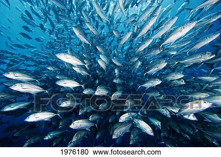 Stock Image - Schooling Bigeye Jack Fish (Caranx Sexfasciatus); Malaysia. Fotosearch