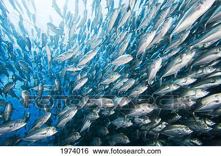 Stock Photograph - Schooling Bigeye Jack Fish (Caranx Sexfasciatus); Malaysia. Fotosearch