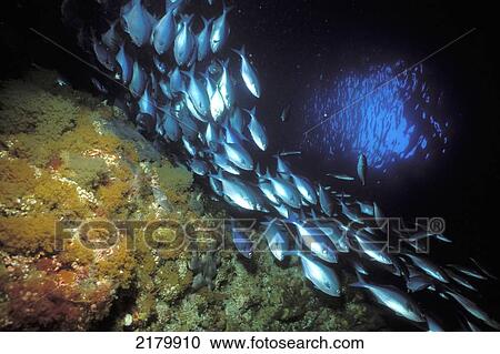Schooling Blue Maomao In Archway, Blue Maomao Arch, Poor Knights, New Zealand View Large Photo Image Stock Image - Schooling Blue Maomao In Archway, Blue Maomao Arch, Poor Knights, New Zealand. Fotosearch