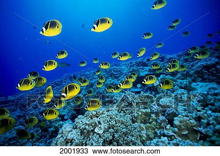 Stock Image - Schooling Raccoon Butterflyfish (Chaetodon Lunula) Over Reef. Fotosearch