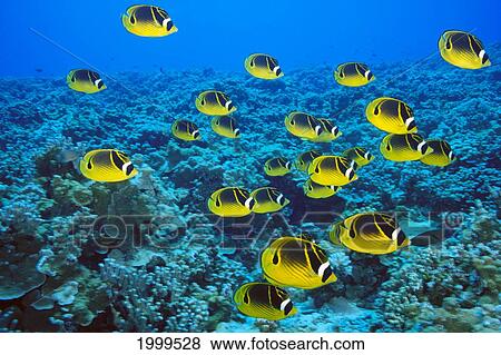 Schooling Raccoon Butterflyfish (Chaetodon Lunula) Over Reef C1978 View Large Photo Image Stock Photo - Schooling Raccoon Butterflyfish (Chaetodon Lunula) Over Reef C1978. Fotosearch