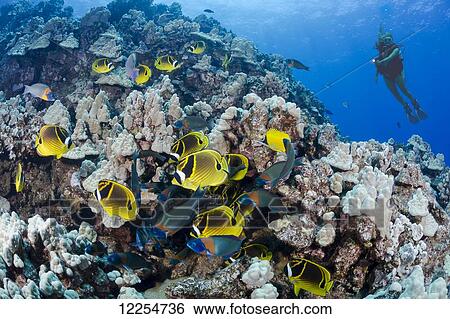 Stock Photograph - Schooling raccoon butterflyfish (Chaetodon lunula) and a diver on a reef off the island of Lanai; Hawaii, United States of America. Fotosearch