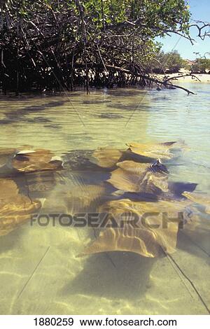 Stock Photo - Schools Of Golden Rays. Fotosearch