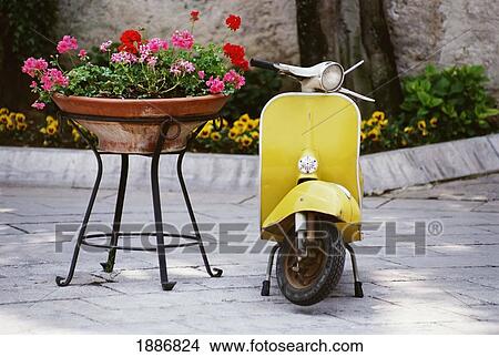Scooter And Flowers In A Raised Pot View Large Photo Image Picture - Scooter And Flowers In A Raised Pot. Fotosearch