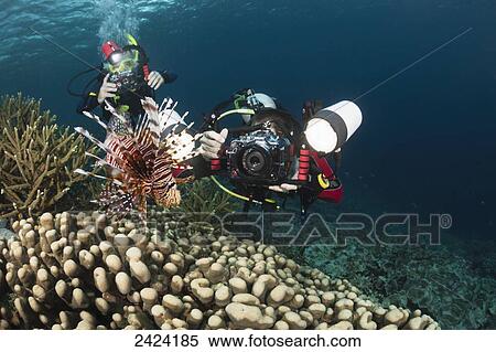 Scuba diver photographers line up on a lionfish (Pterois volitans); Indonesia View Large Photo Image Stock Photography - Scuba diver photographers line up on a lionfish (Pterois volitans); Indonesia. Fotosearch