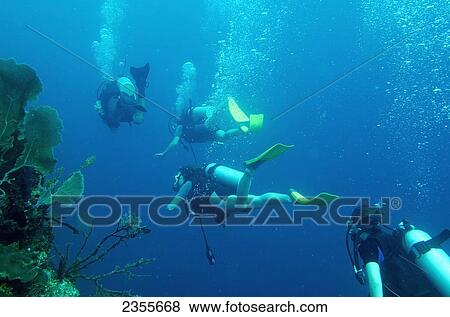 Scuba Divers; Utila Island, Honduras View Large Photo Image Stock Photo - Scuba Divers; Utila Island, Honduras. Fotosearch