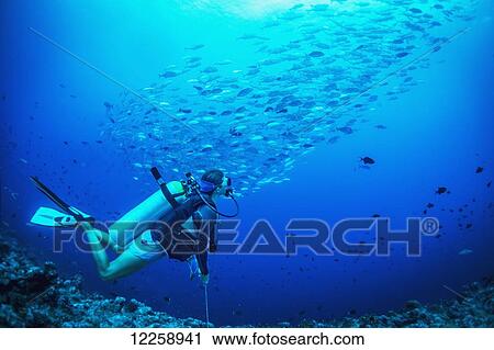 Stock Image - Scuba diving with a school of fish; Palau, Micronesia. Fotosearch