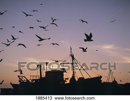 Sea Gulls Flying Over Fishing Boats At Dusk In The Harbor View Large Photo Image Stock Image - Sea Gulls Flying Over Fishing Boats At Dusk In The Harbor. Fotosearch