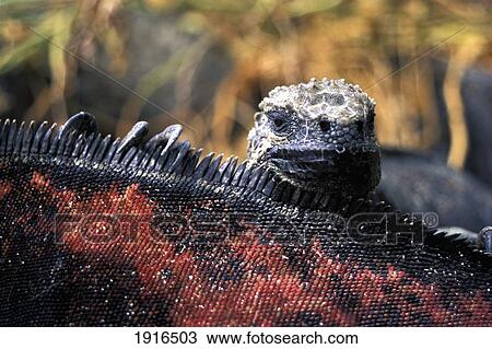 Sea Iguanas, Espanola Island View Large Photo Image Stock Image - Sea Iguanas, Espanola Island. Fotosearch