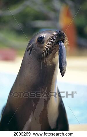 Sea Lion Posing With Fish In Mouth, Close-Up View Large Photo Image Stock Photo - Sea Lion Posing With Fish In Mouth, Close-Up. Fotosearch