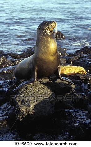 Stock Photo - Sea Lion, San Cristobal. Fotosearch