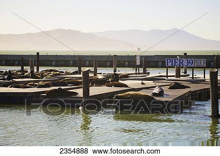 Stock Photo - Sea Lions At Pier 39 At San Francisco Bay; San Francisco, California, Usa. Fotosearch