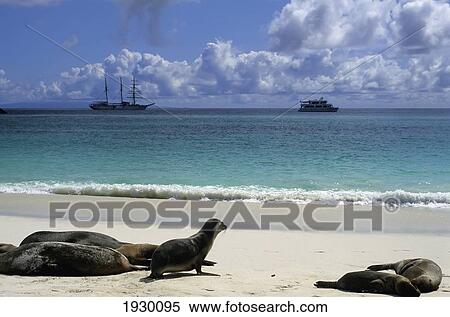 Stock Photography - Sea-Lions On Gardners Bay Beach, Espanola ( Hood ), Ecuador, Galapagos.. Fotosearch