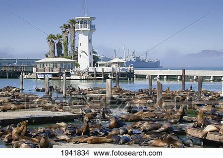 Picture - Sea Lions On Pier 39; San Francisco California United States Of America. Fotosearch