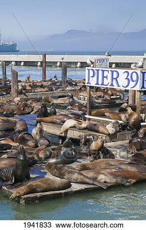 Sea Lions On Pier 39; San Francisco California United States Of America View Large Photo Image Stock Image - Sea Lions On Pier 39; San Francisco California United States Of America. Fotosearch
