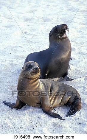 Sea Lions On Sandy Beach View Large Photo Image Stock Photo - Sea Lions On Sandy Beach. Fotosearch