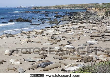 Stock Photo - Sea lions on the beach at the coast; California, United States of America. Fotosearch