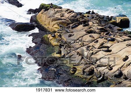 Stock Image - Sea Lions Relaxing On The Rocks. Fotosearch