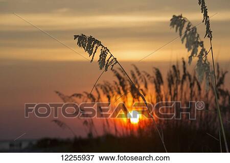 Sea oats at sunset, Siesta Key Beach; Sarasota, Florida, United States of America View Large Photo Image Stock Photo - Sea oats at sunset, Siesta Key Beach; Sarasota, Florida, United States of America. Fotosearch