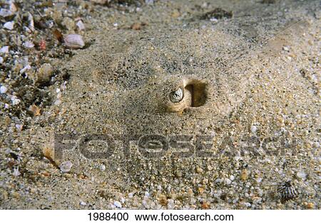 Stock Image - Sea Of Cortez, Cortez Stingray (Urolophus Maculatus) Hiding In Sand, Closeup Of Eye.. Fotosearch