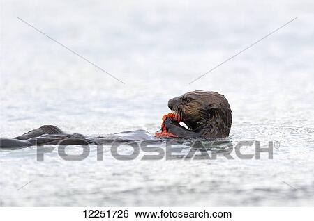 Stock Photograph - Sea Otter (Enhydra lutris) eating salmon eggs; Valdez, Alaska, United States of America. Fotosearch