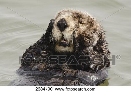 Stock Image - Sea Otter (Enhydra lutris) grooming fur, Moss Landing, Monterey Bay; California, United States of America. Fotosearch