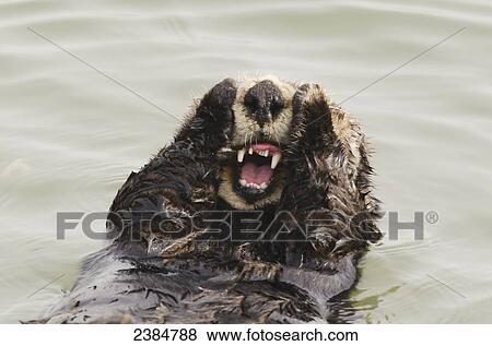 Sea Otter (Enhydra lutris) grooming fur, Moss Landing, Monterey Bay; California, United States of America View Large Photo Image Stock Photo - Sea Otter (Enhydra lutris) grooming fur, Moss Landing, Monterey Bay; California, United States of America. Fotosearch