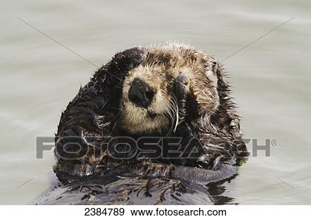 Stock Photo - Sea Otter (Enhydra lutris) grooming fur, Moss Landing, Monterey Bay; California, United States of America. Fotosearch