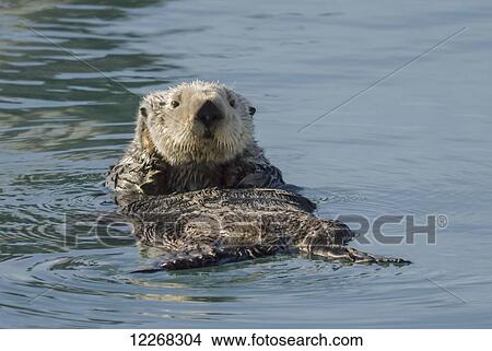 Sea Otter (Enhydra lutris) in Prince William Sound near Cordova, Southcentral Alaska View Large Photo Image Picture - Sea Otter (Enhydra lutris) in Prince William Sound near Cordova, Southcentral Alaska. Fotosearch