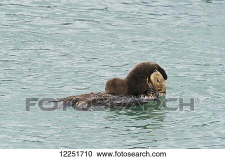 Sea Otter (Enhydra lutris) mother controls it's baby; Cordova, Alaska, United States of America View Large Photo Image Stock Image - Sea Otter (Enhydra lutris) mother controls it's baby; Cordova, Alaska, United States of America. Fotosearch