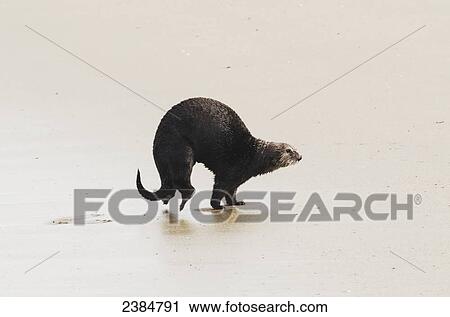 Stock Image - Sea Otter (Enhydra lutris) on the beach, Moss Landing, Monterey Bay; California, United States of America. Fotosearch
