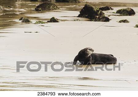 Sea Otter (Enhydra lutris) on the beach, Moss Landing, Monterey Bay; California, United States of America View Large Photo Image Stock Image - Sea Otter (Enhydra lutris) on the beach, Moss Landing, Monterey Bay; California, United States of America. Fotosearch