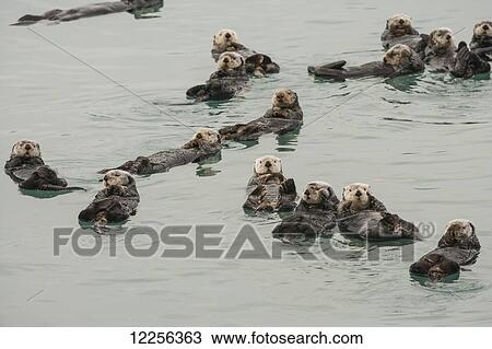 Sea Otters (Enhydra lutris) in Prince William Sound near Cordova, Alaska View Large Photo Image Stock Image - Sea Otters (Enhydra lutris) in Prince William Sound near Cordova, Alaska. Fotosearch