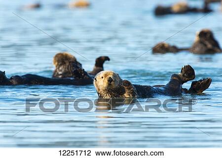Sea Otters (Enhydra lutris) just hanging around; Cordova, Alaska, United States of America View Large Photo Image Stock Image - Sea Otters (Enhydra lutris) just hanging around; Cordova, Alaska, United States of America. Fotosearch