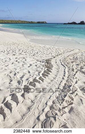 Stock Photo - Sea turtle tracks in the sand on Gardner beach; Espanola Island, Galapagos Islands, Ecuador. Fotosearch