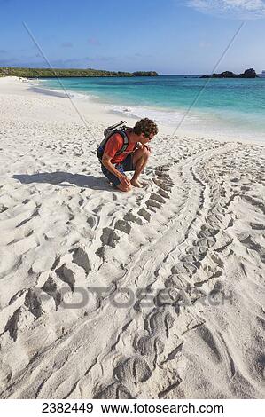 Sea turtle tracks in the sand on Gardner beach; Espanola Island, Galapagos Islands, Ecuador View Large Photo Image Stock Photo - Sea turtle tracks in the sand on Gardner beach; Espanola Island, Galapagos Islands, Ecuador. Fotosearch