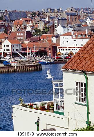 Stock Photo - Seagull At Whitby Harbor. Fotosearch